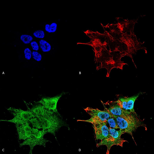 SYT10 Antibody in Immunocytochemistry (ICC/IF)