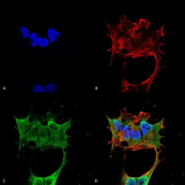 Synaptotagmin 6 Antibody in Immunocytochemistry (ICC/IF)