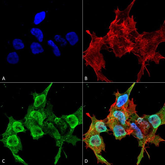 SYT12 Antibody in Immunocytochemistry (ICC/IF)