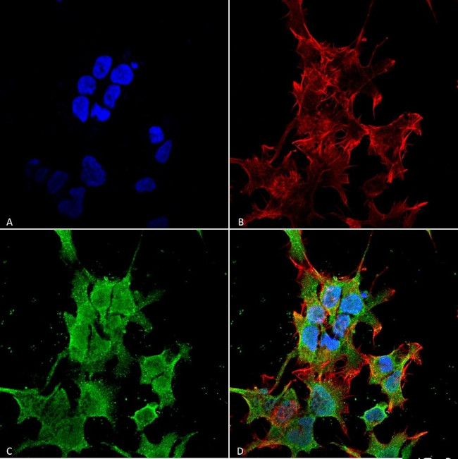 TRAK2 Antibody in Immunocytochemistry (ICC/IF)