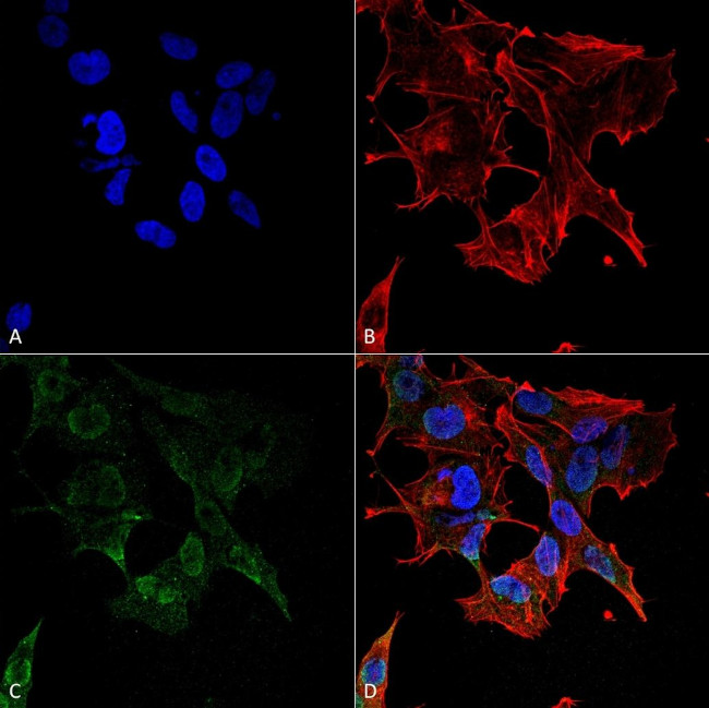 Protocadherin Gamma Antibody in Immunocytochemistry (ICC/IF)