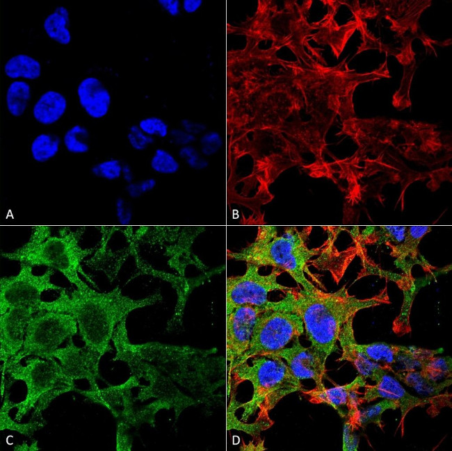 PCDHGA3 Antibody in Immunocytochemistry (ICC/IF)