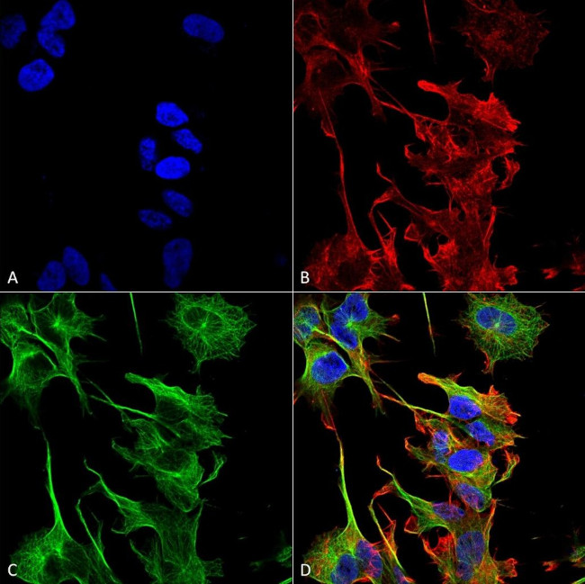 PCDHGB2 Antibody in Immunocytochemistry (ICC/IF)