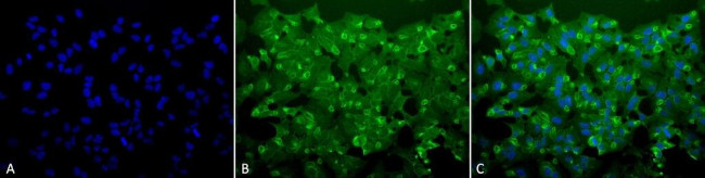 HIF1AN Antibody in Immunocytochemistry (ICC/IF)