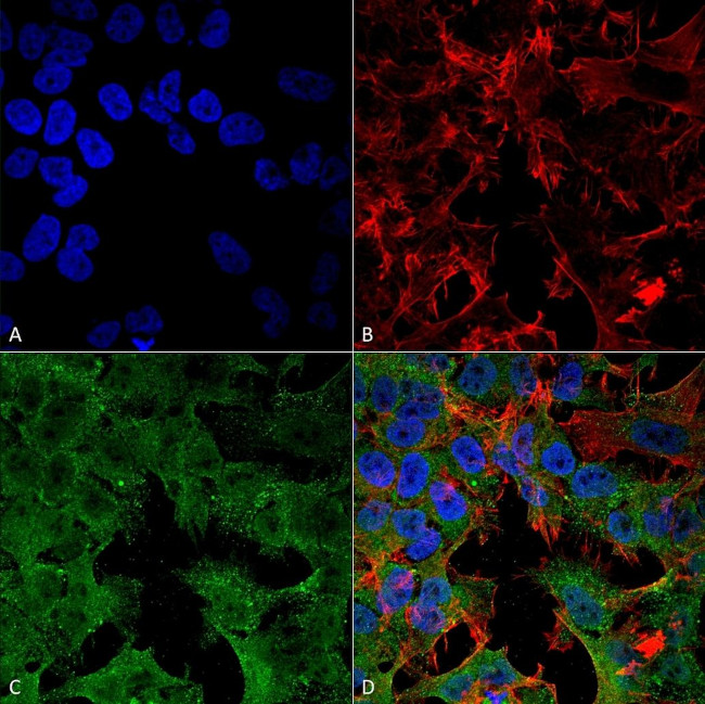 ADAM22 Antibody in Immunocytochemistry (ICC/IF)