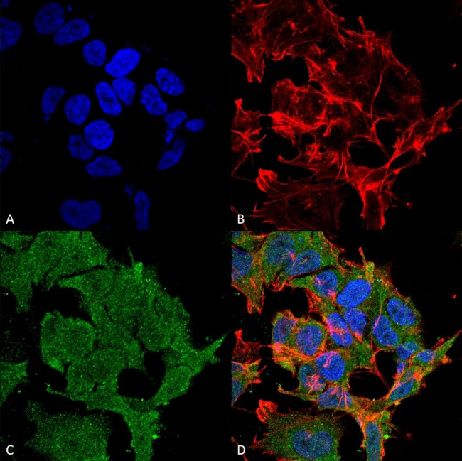 SHANK2 Antibody in Immunocytochemistry (ICC/IF)