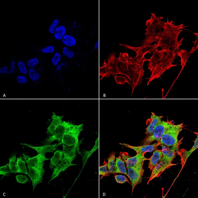 HYOU1 Antibody in Immunocytochemistry (ICC/IF)