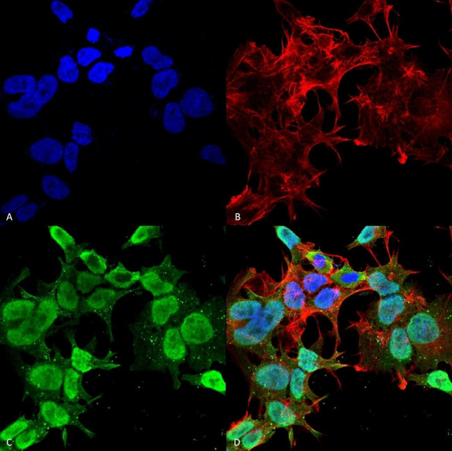 FIG4 Antibody in Immunocytochemistry (ICC/IF)