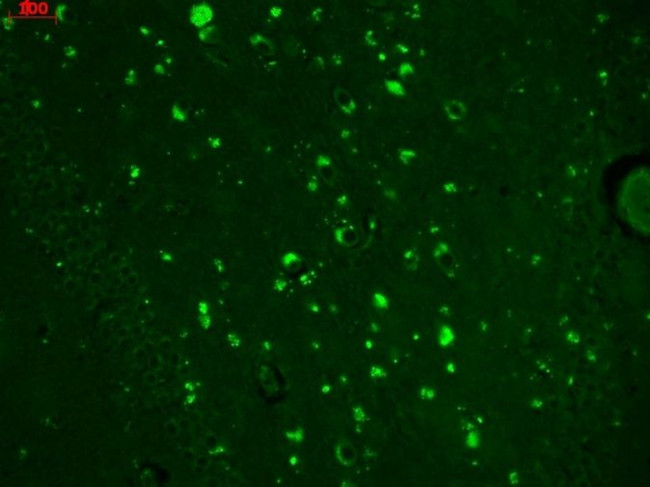 TRPC4 Antibody in Immunohistochemistry (Paraffin) (IHC (P))