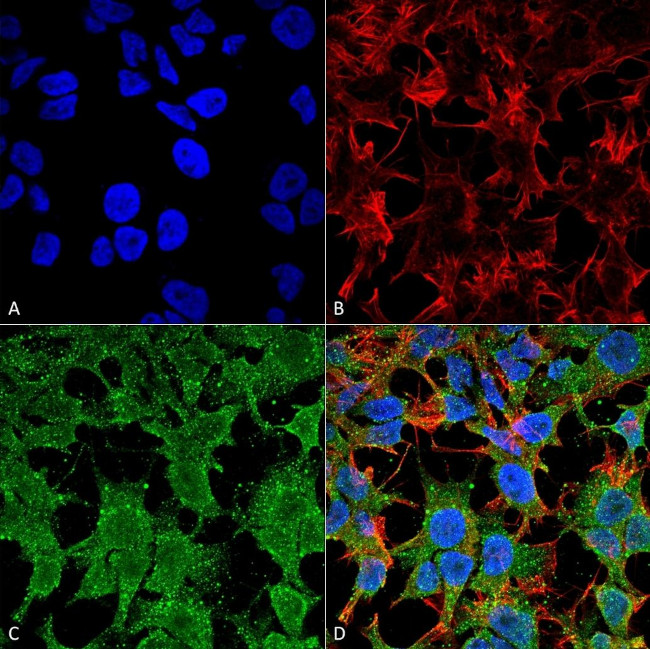 PCDHGC3 Antibody in Immunocytochemistry (ICC/IF)