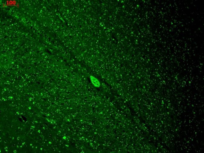 Kir2.3 (KCNJ4) Antibody in Immunohistochemistry (Paraffin) (IHC (P))
