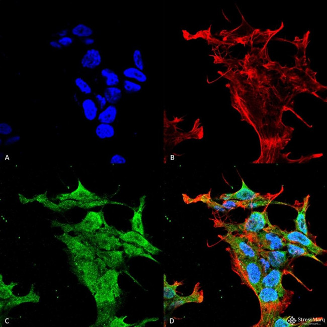 KV3.2 (KCNC2) Antibody in Immunocytochemistry (ICC/IF)