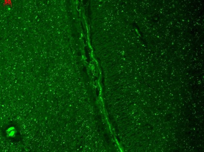 KV3.1 (KCNC1) Antibody in Immunohistochemistry (Paraffin) (IHC (P))
