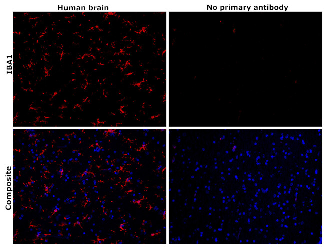 IBA1 Antibody in Immunohistochemistry (Paraffin) (IHC (P))