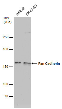Pan-cadherin Antibody in Western Blot (WB)