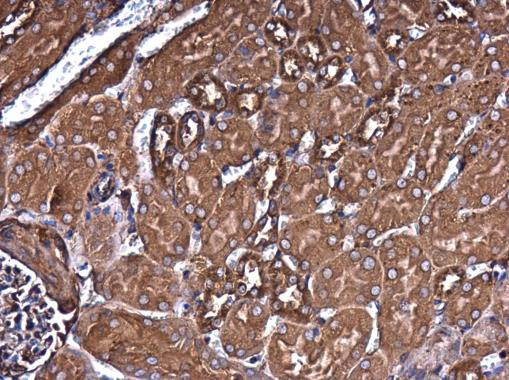 Filamin B Antibody in Immunohistochemistry (Paraffin) (IHC (P))
