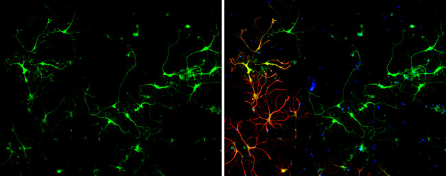 Glutamine Synthetase Antibody in Immunocytochemistry (ICC/IF)