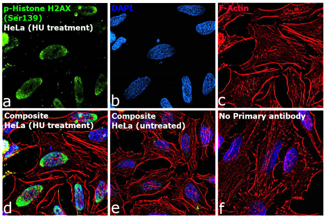 Phospho-Histone H2A.X (Ser139) Antibody in Immunocytochemistry (ICC/IF)