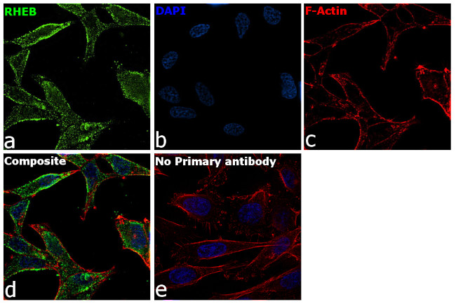 RHEB Antibody in Immunocytochemistry (ICC/IF)