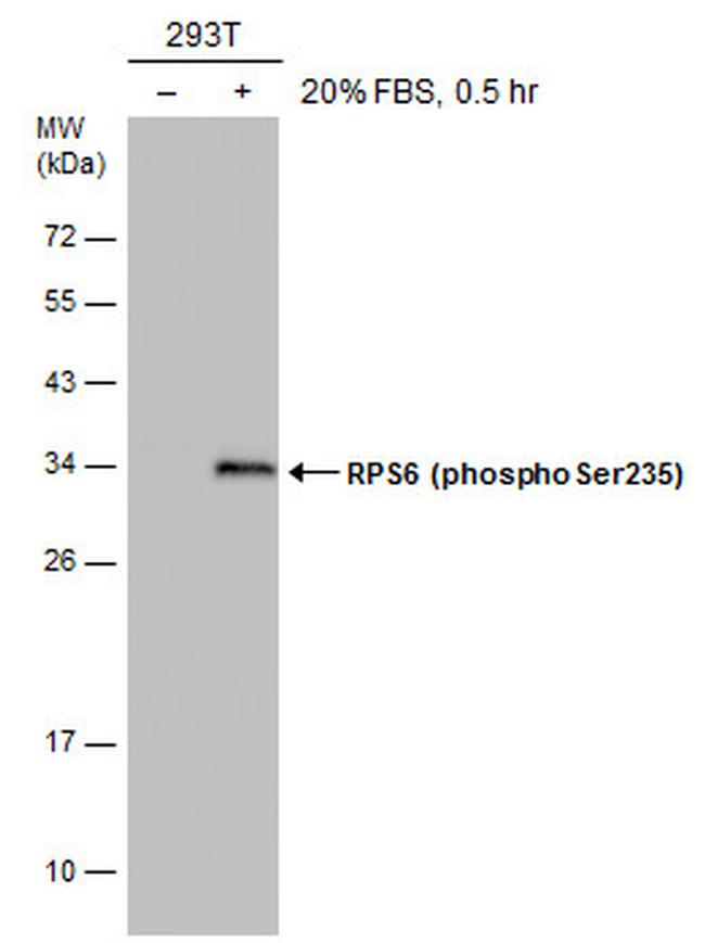 Phospho-S6 (Ser235) Antibody in Western Blot (WB)