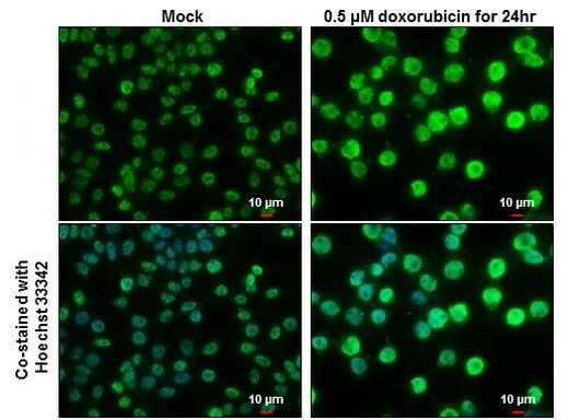 Phospho-p53 (Ser46) Antibody in Immunocytochemistry (ICC/IF)
