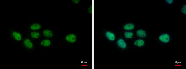 PUF60 Antibody in Immunocytochemistry (ICC/IF)