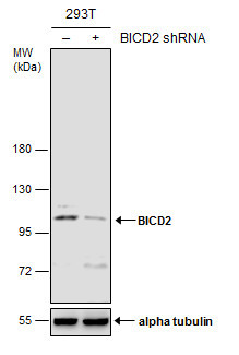 BICD2 Antibody in Western Blot (WB)
