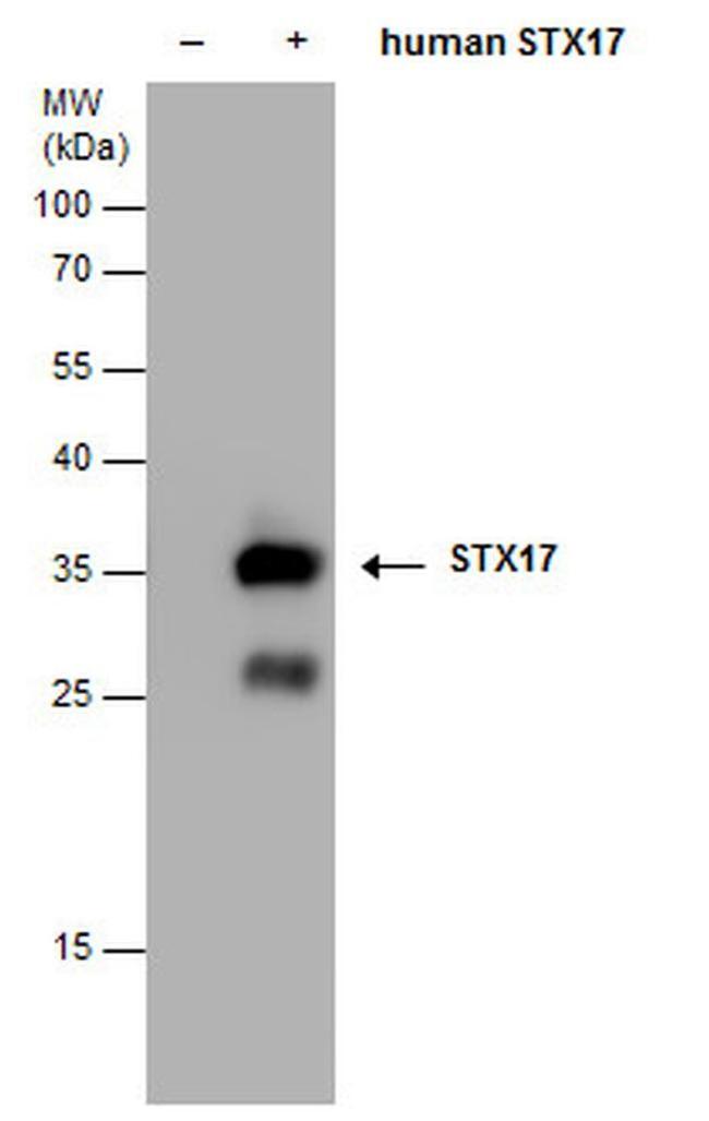 STX17 Antibody in Western Blot (WB)