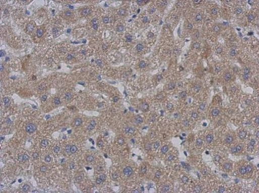 MTPAP Antibody in Immunohistochemistry (Paraffin) (IHC (P))