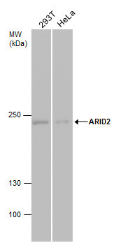 ARID2 Antibody in Western Blot (WB)
