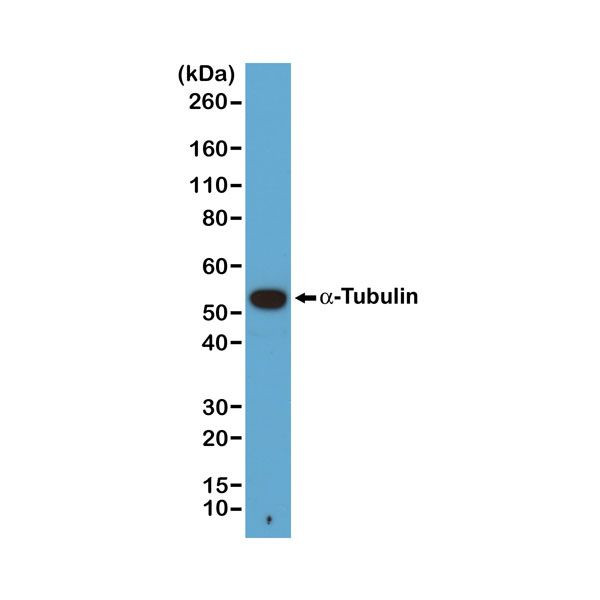 alpha Tubulin Antibody in Western Blot (WB)
