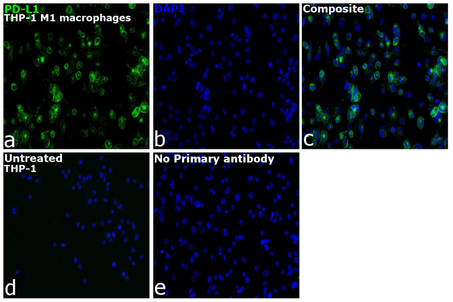PD-L1 (CD274) Antibody in Immunocytochemistry (ICC/IF)