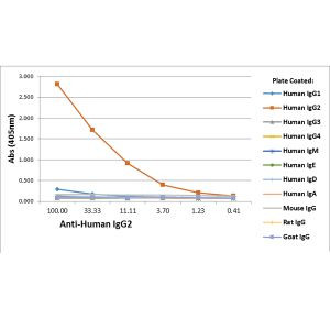 Human IgG2 Secondary Antibody in ELISA (ELISA)