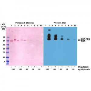 PEG Antibody in Western Blot (WB)