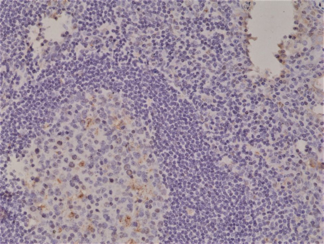 Spastin Antibody in Immunohistochemistry (Paraffin) (IHC (P))