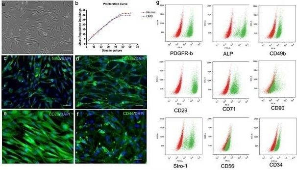 CD140b (PDGFRB) Antibody in Flow Cytometry (Flow)