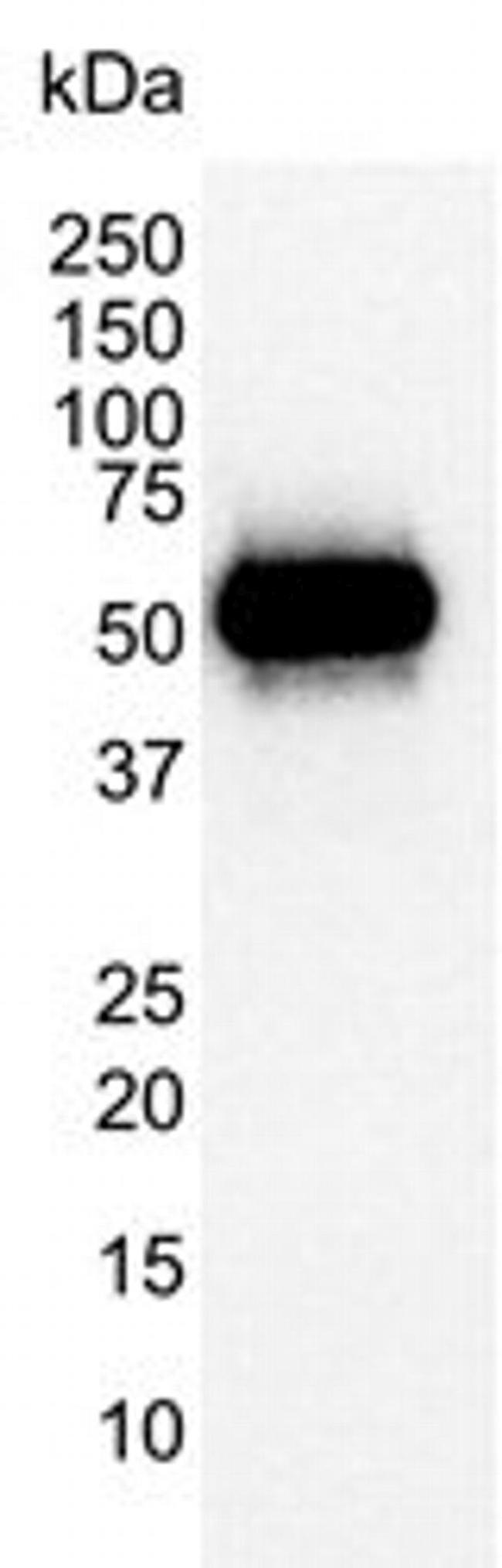 p53 Antibody in Western Blot (WB)