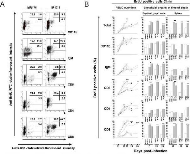 CD11b Antibody in Flow Cytometry (Flow)