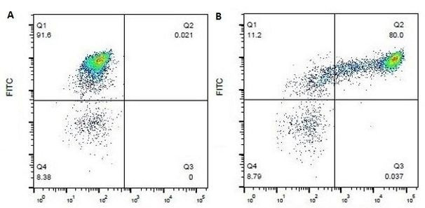 CD14 Antibody in Flow Cytometry (Flow)