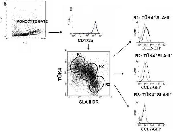 CD172a (SIRP alpha) Antibody in Flow Cytometry (Flow)