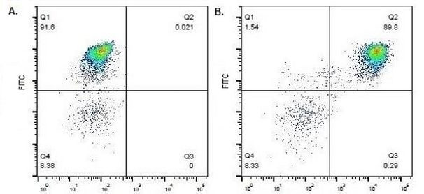 CD172a (SIRP alpha) Antibody in Flow Cytometry (Flow)