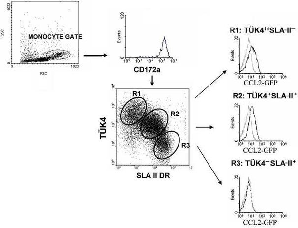 CD172a (SIRP alpha) Antibody in Flow Cytometry (Flow)