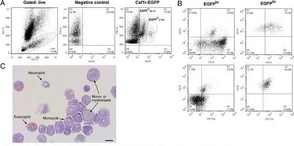 CD172a (SIRP alpha) Antibody in Flow Cytometry (Flow)