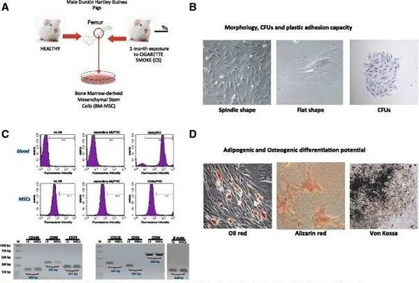 CD45 Antibody in Flow Cytometry (Flow)