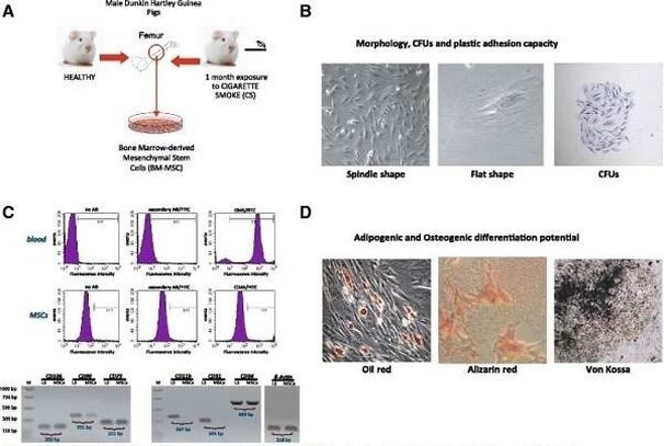 CD45 Antibody in Flow Cytometry (Flow)