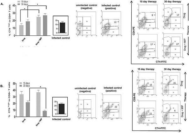 CD90 (Thy-1) Antibody in Flow Cytometry (Flow)