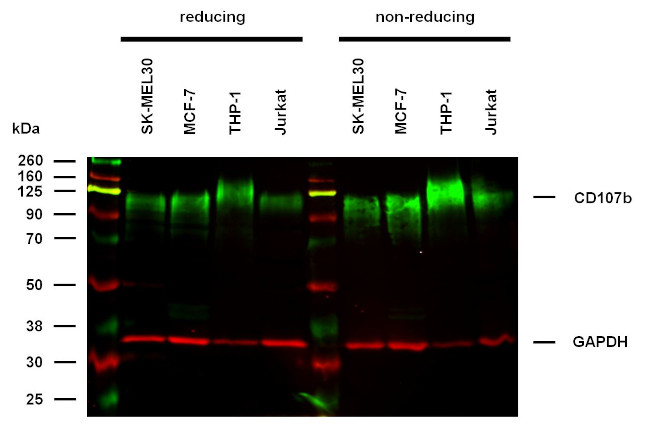 CD107b (LAMP-2) Antibody in Western Blot (WB)