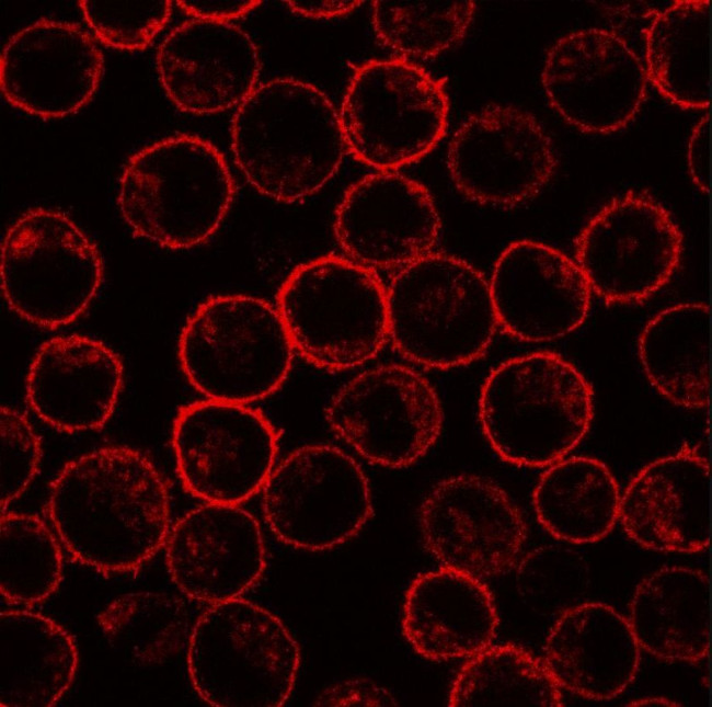 PLSCR1 Antibody in Immunocytochemistry (ICC/IF)