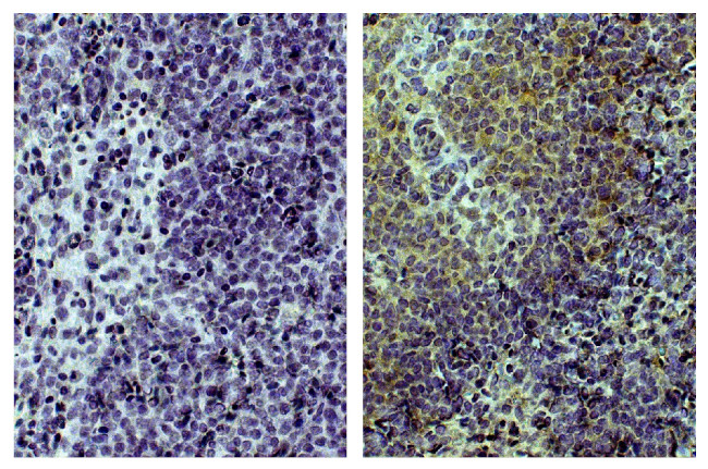CD3 Antibody in Immunohistochemistry (Paraffin) (IHC (P))
