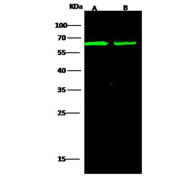 CD166 Antibody in Western Blot (WB)